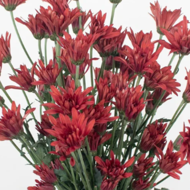 Red Cushion Pom Flower
