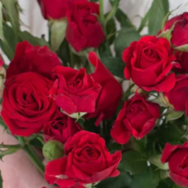Red Spray Rose Flower