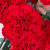 Red Carnation Flower