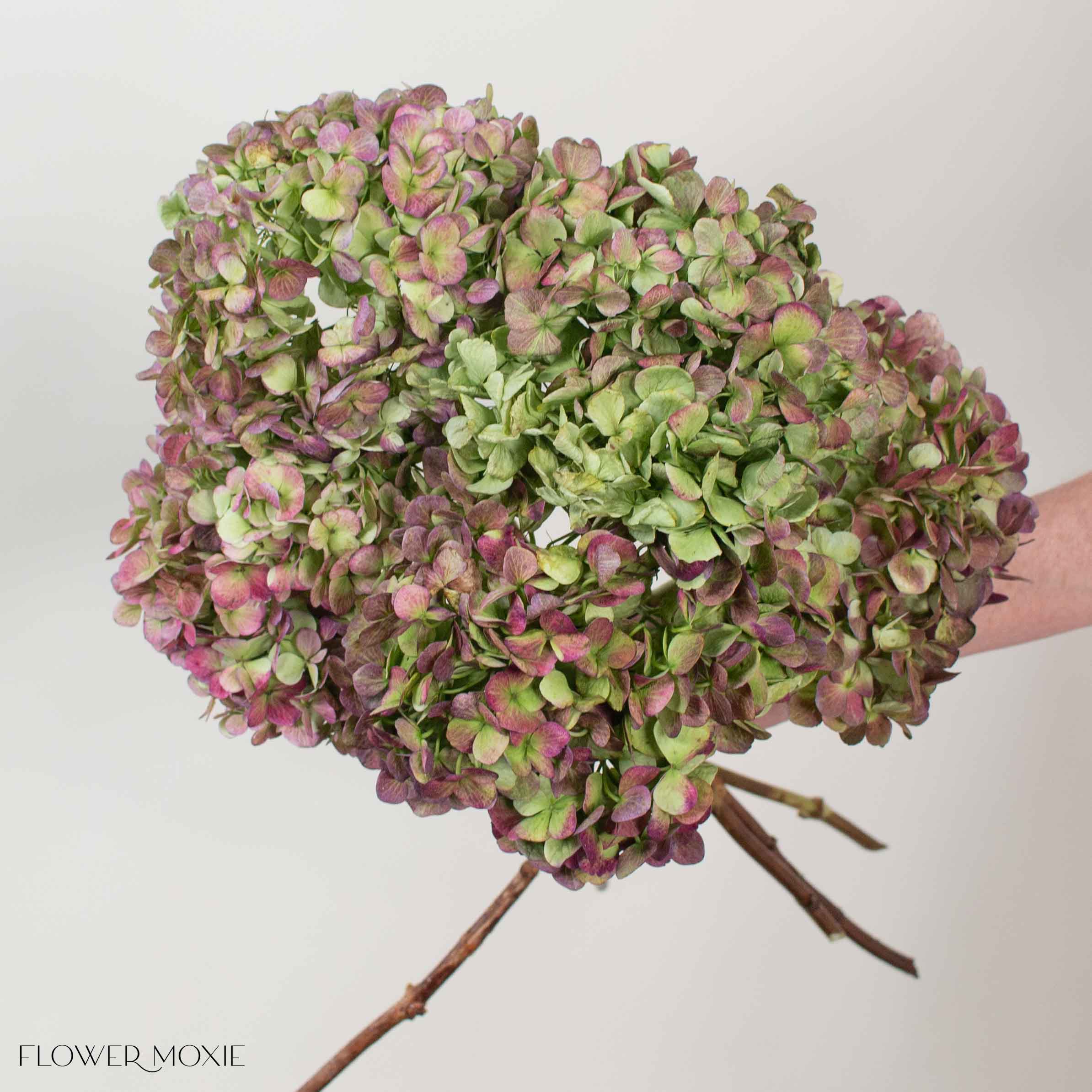 Burgundy Antique Jumbo Hydrangea | DIY Wedding Flowers | Flower Moxie
