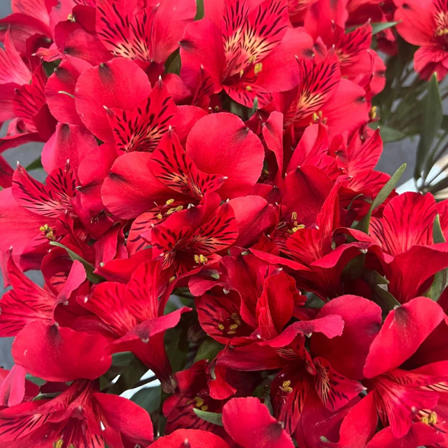 Red Alstromelia Flower