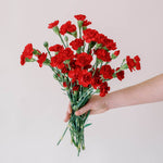 bulk red mini carnation flower