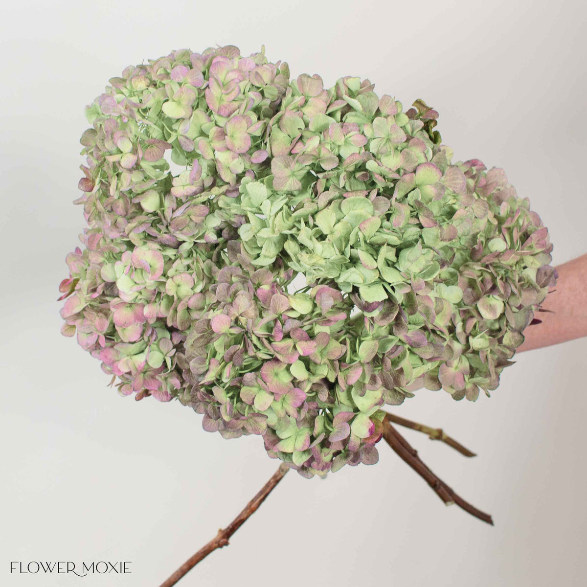 Soft Red Antique Hydrangea Flower