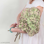 Soft Red Antique Hydrangea Flower
