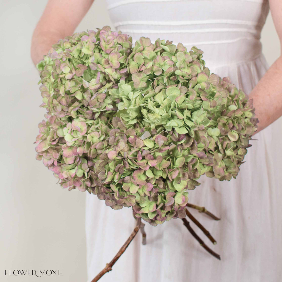 Soft Red Antique Hydrangea Flower