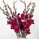 Burgundy Mini Gladiolus Flower