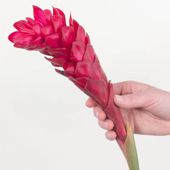 Red Ginger Flower