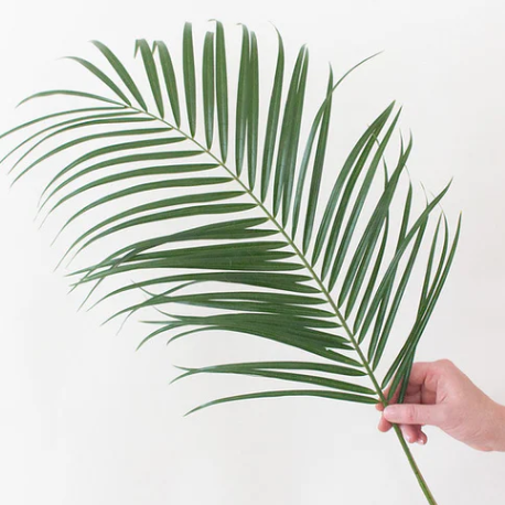 Robellini Palm Greenery