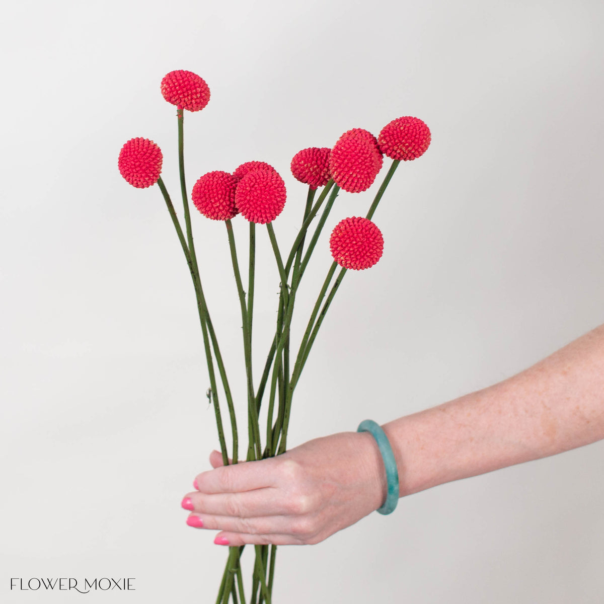 Ruby Ball Tinted Ruby Billy Ball Flower | DIY Wedding Flower | Flower Moxie