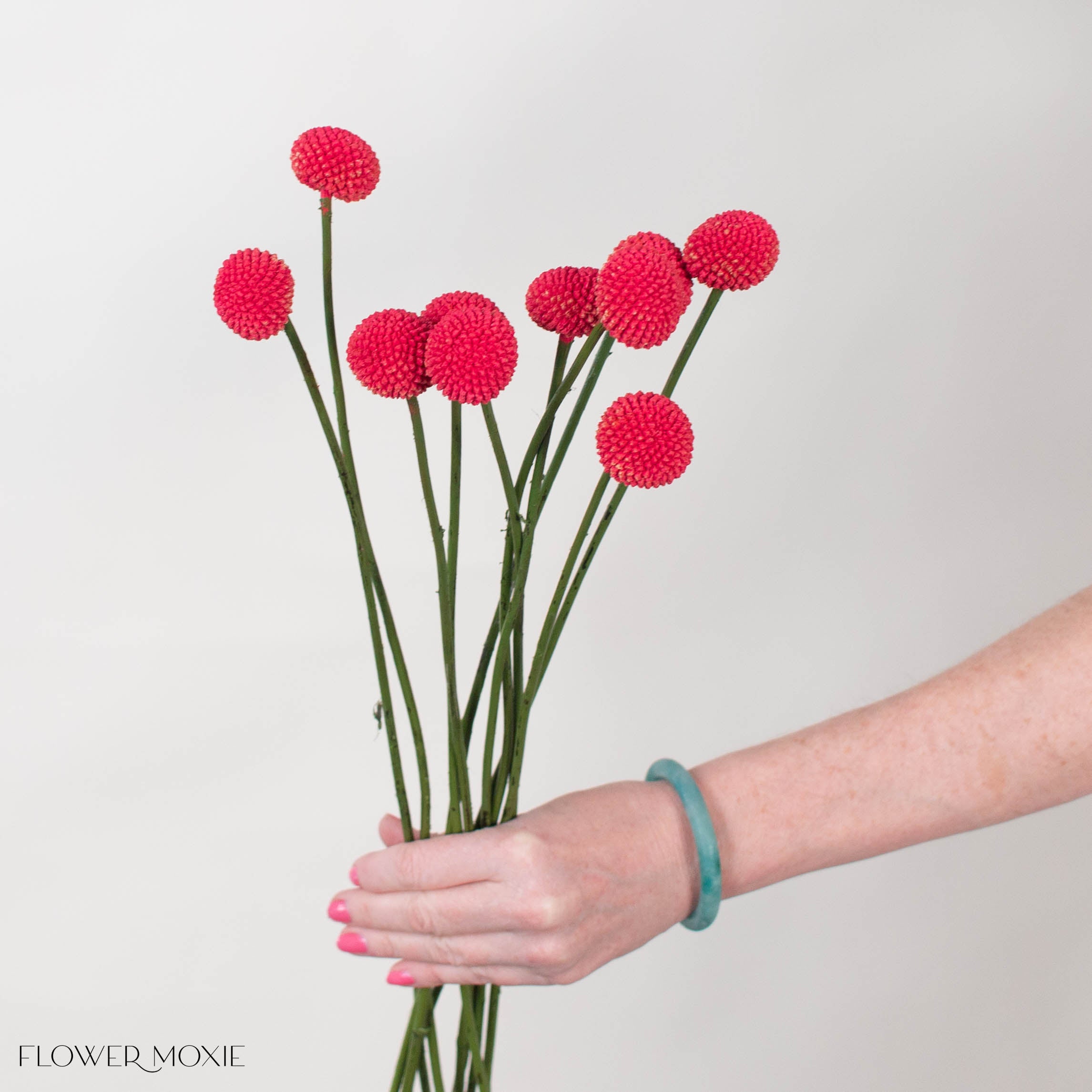 Tinted Ruby Billy Ball Flower
