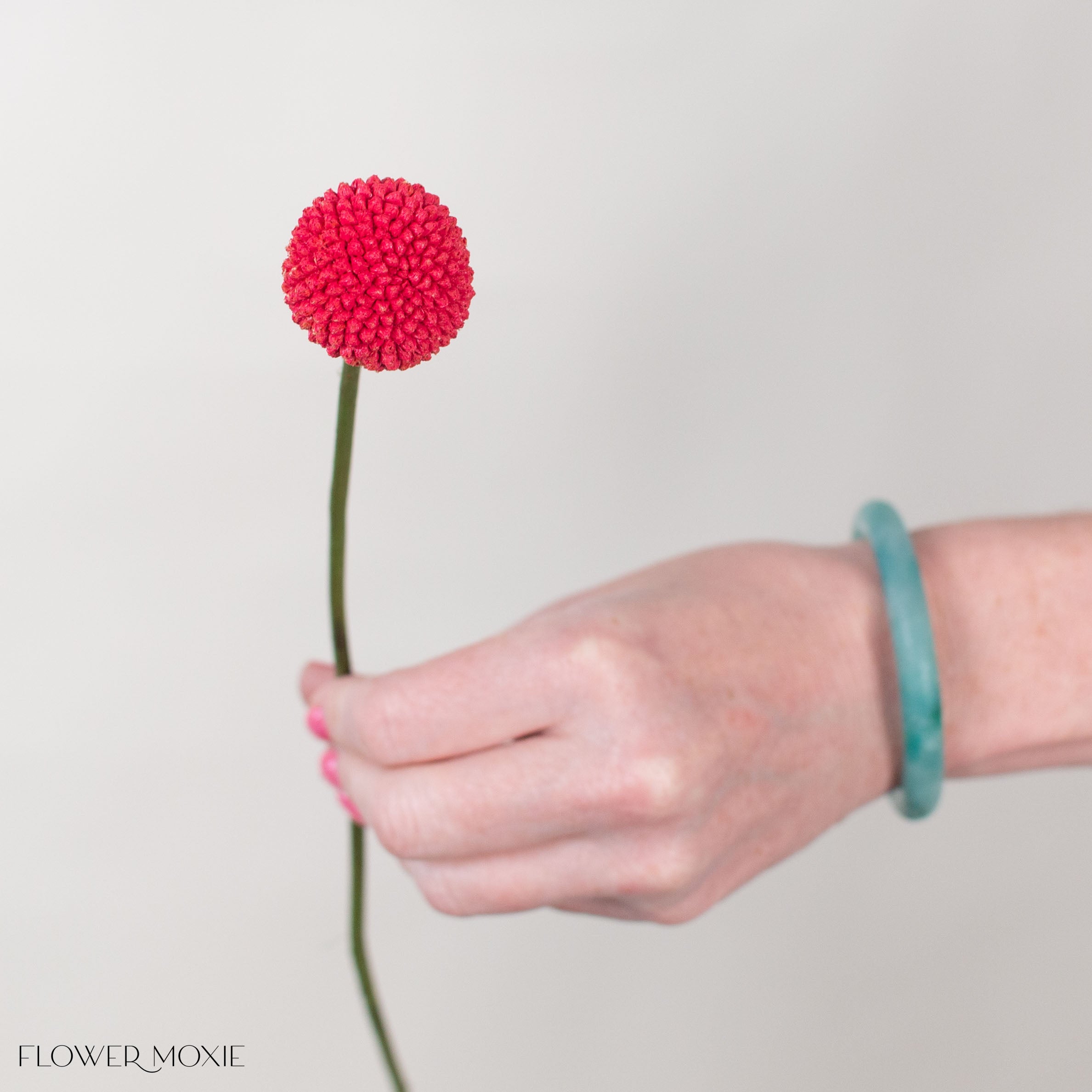 Tinted Ruby Billy Ball Flower
