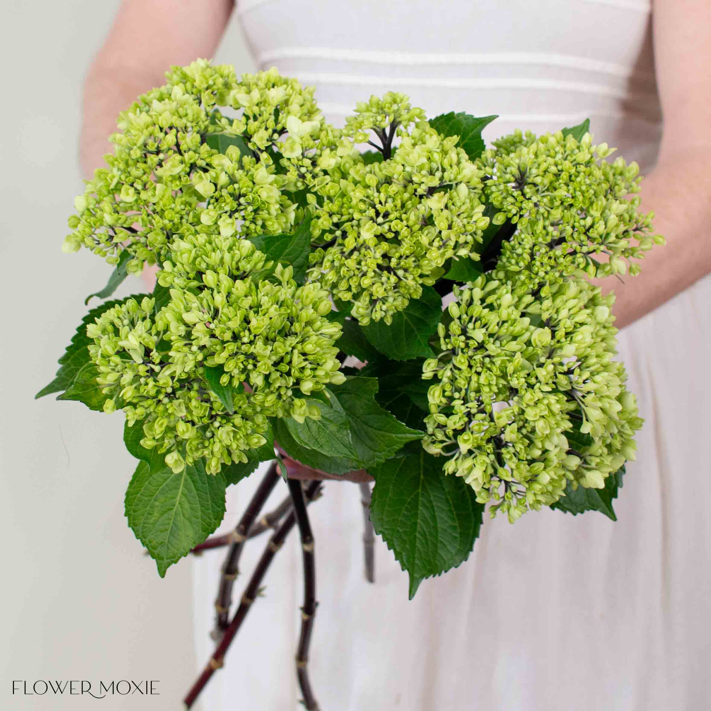 Ruby Green Baby Hydrangea Flower