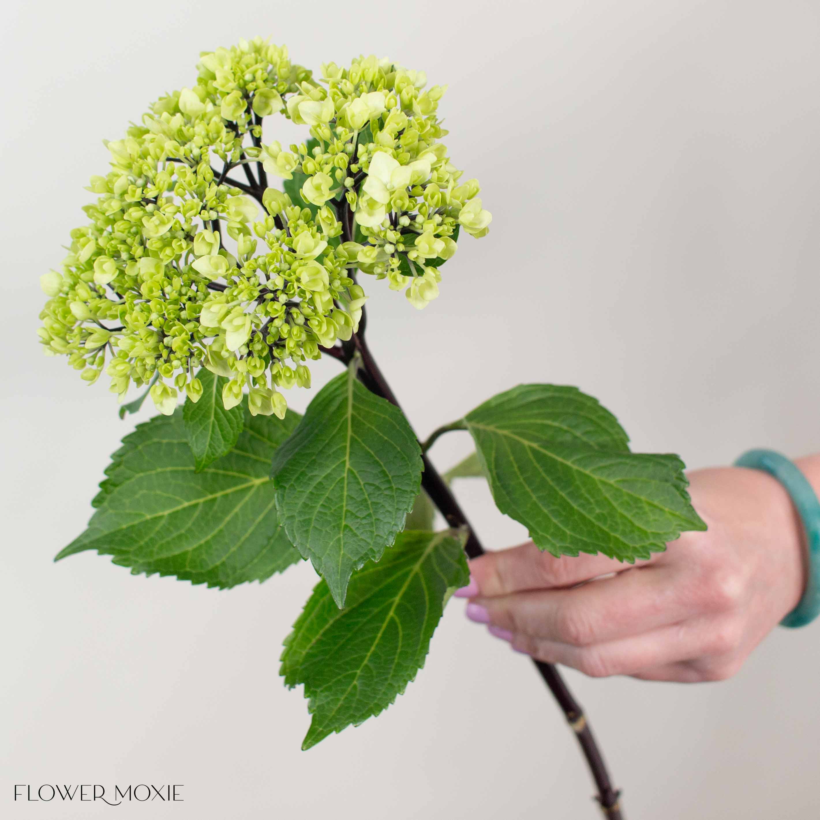 Ruby Green Baby Hydrangea Flower