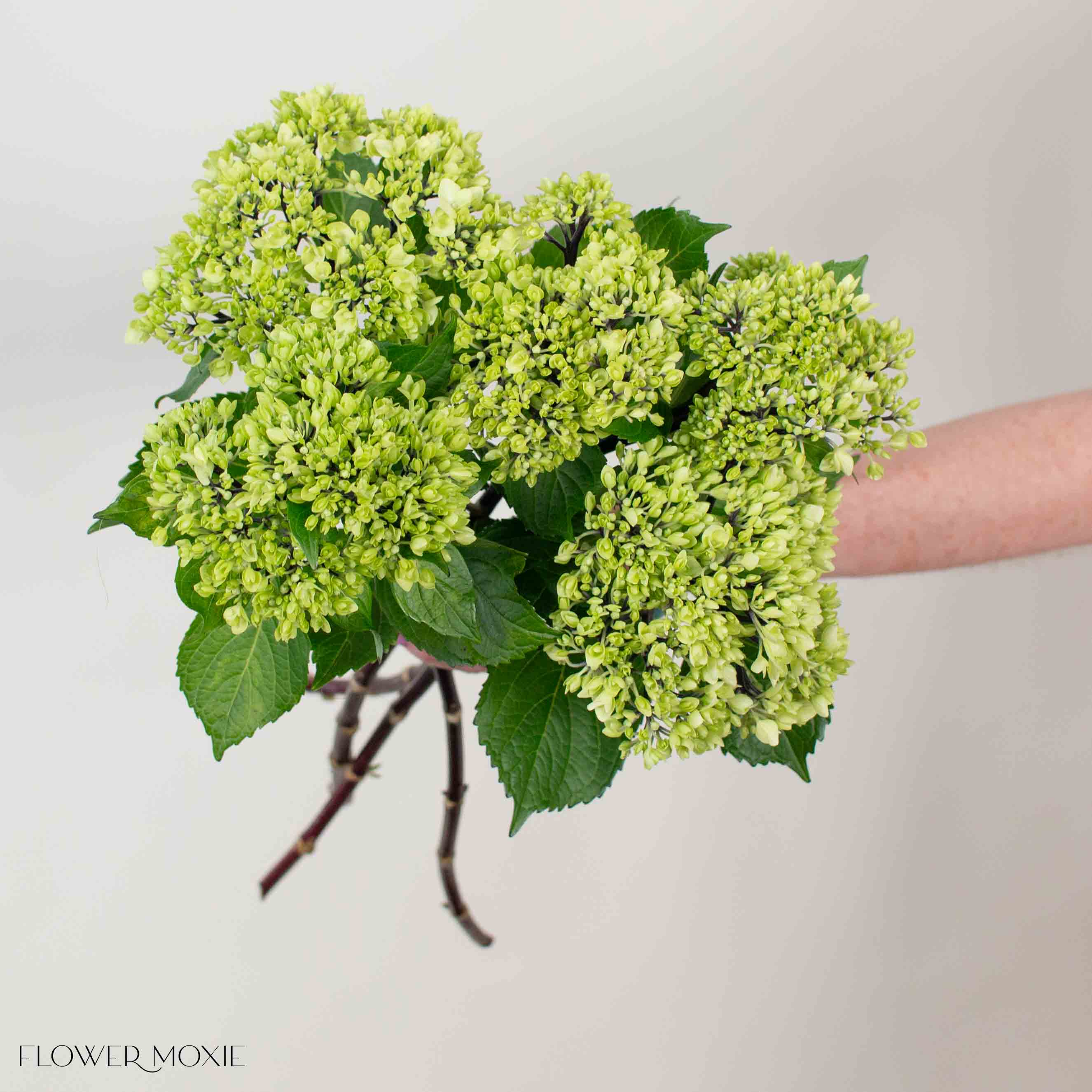 Ruby Green Baby Hydrangea Flower