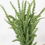 Rumex Greenery