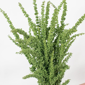 Rumex Greenery