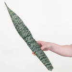 Sanseveria Greenery