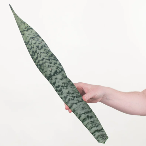 Sanseveria Greenery