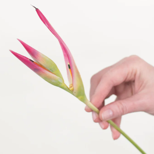 Sassy Heliconia Flower