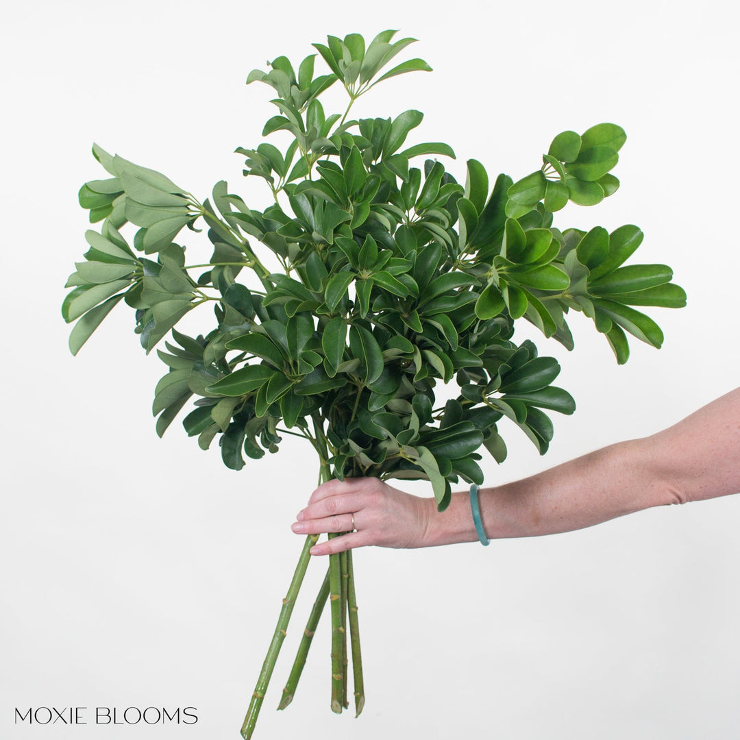 schefflera arboricola flower Schefflera Greenery