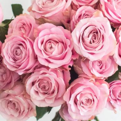Light Pink Rose Flower