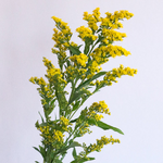 solidago d72bc688 17a0 4133 bf3d cac1dc0a5f7c