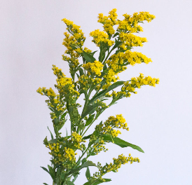 solidago d72bc688 17a0 4133 bf3d cac1dc0a5f7c