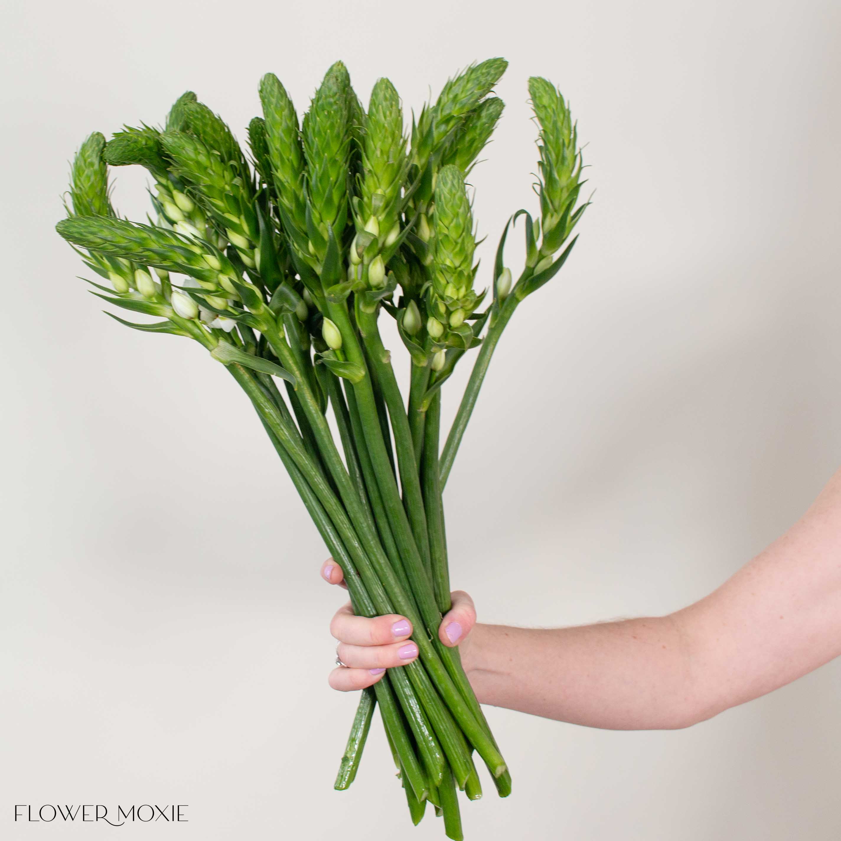 White Star of Bethlehem Flower
