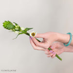 White Star of Bethlehem Flower