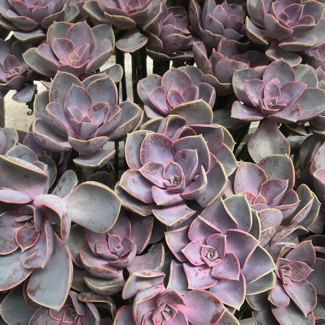 purple and green succulent plant Succulents | DIY Wedding Flowers | Flower Moxie 20 Stems