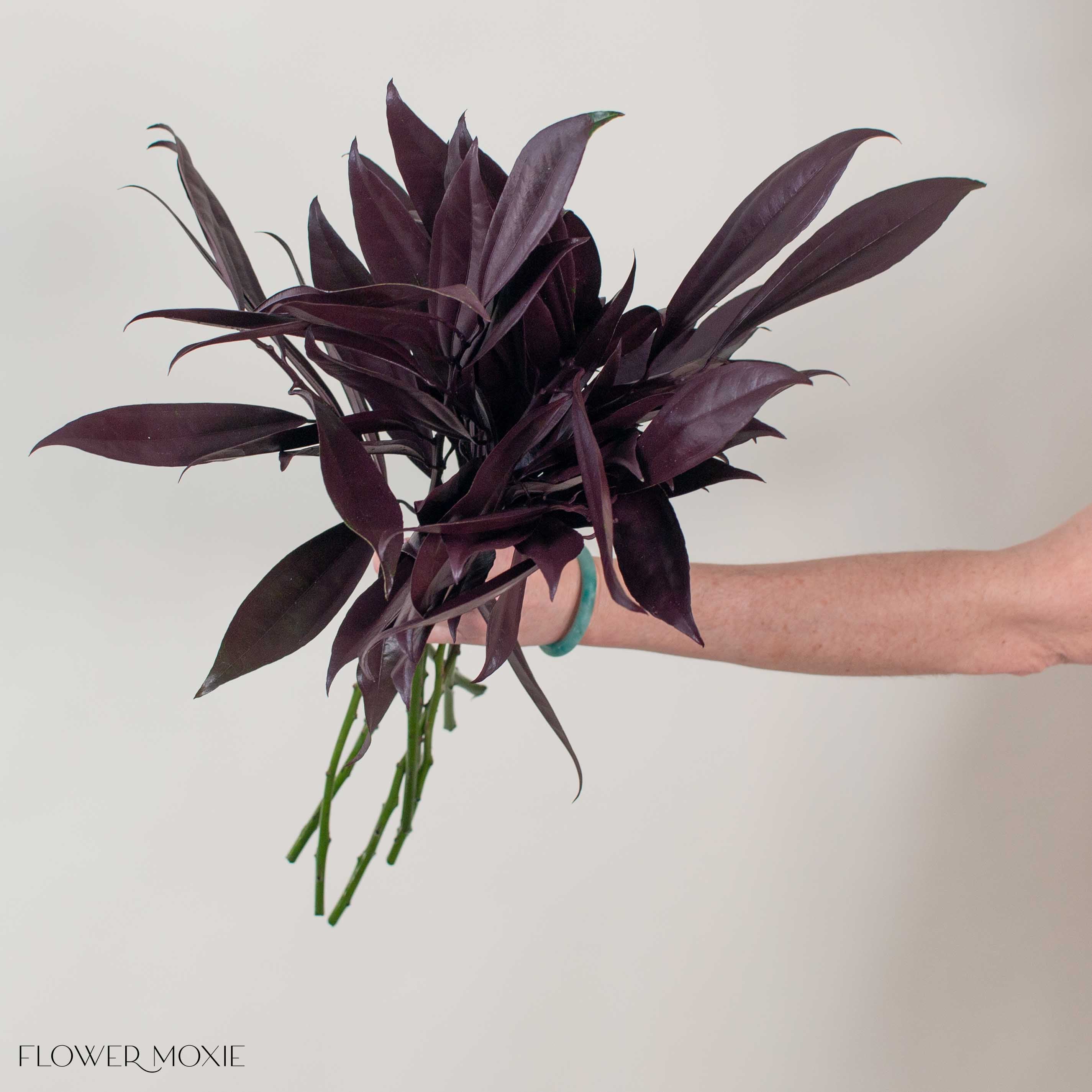 Tinted Burgundy Israeli Ruscus Greenery