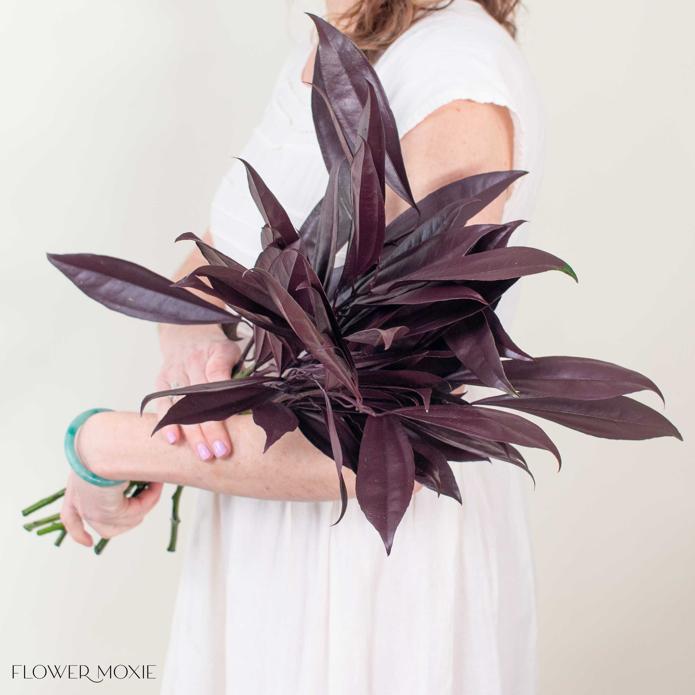 Tinted Burgundy Israeli Ruscus Greenery