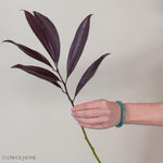 Tinted Burgundy Israeli Ruscus Greenery