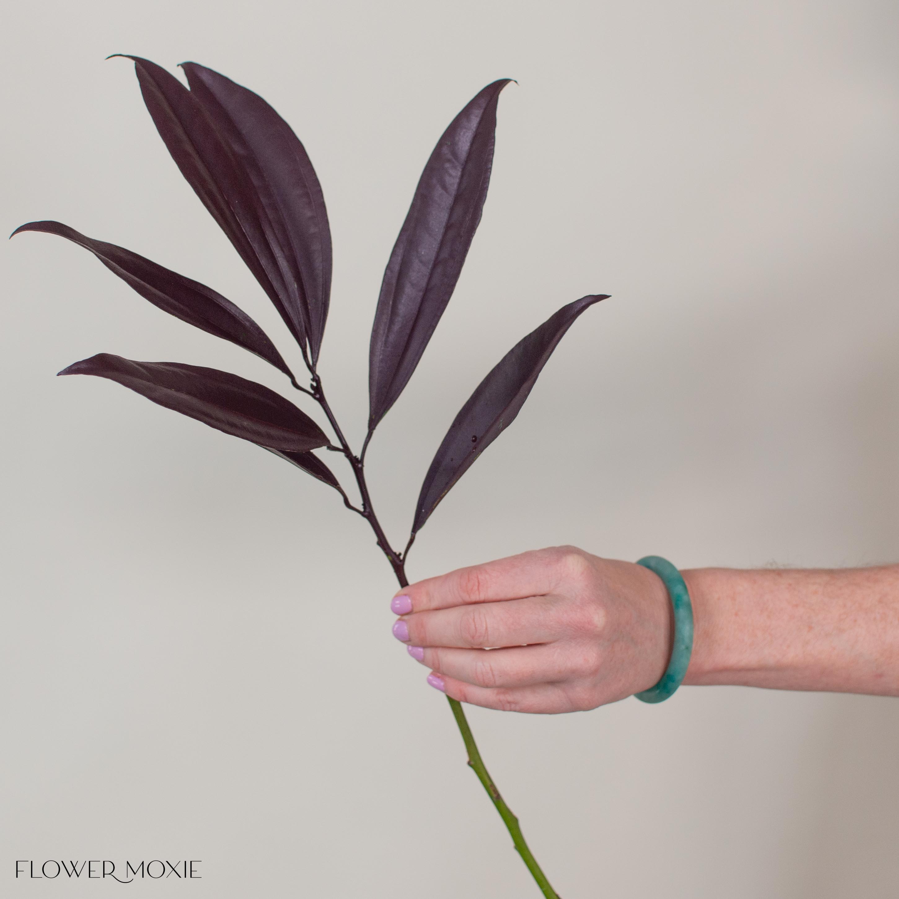 Tinted Burgundy Israeli Ruscus Greenery