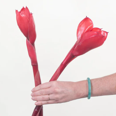 Red Torch Ginger Flower