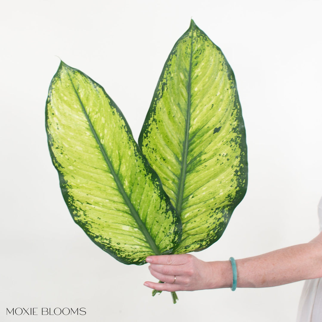 Lemon Dieffenbachia Greenery