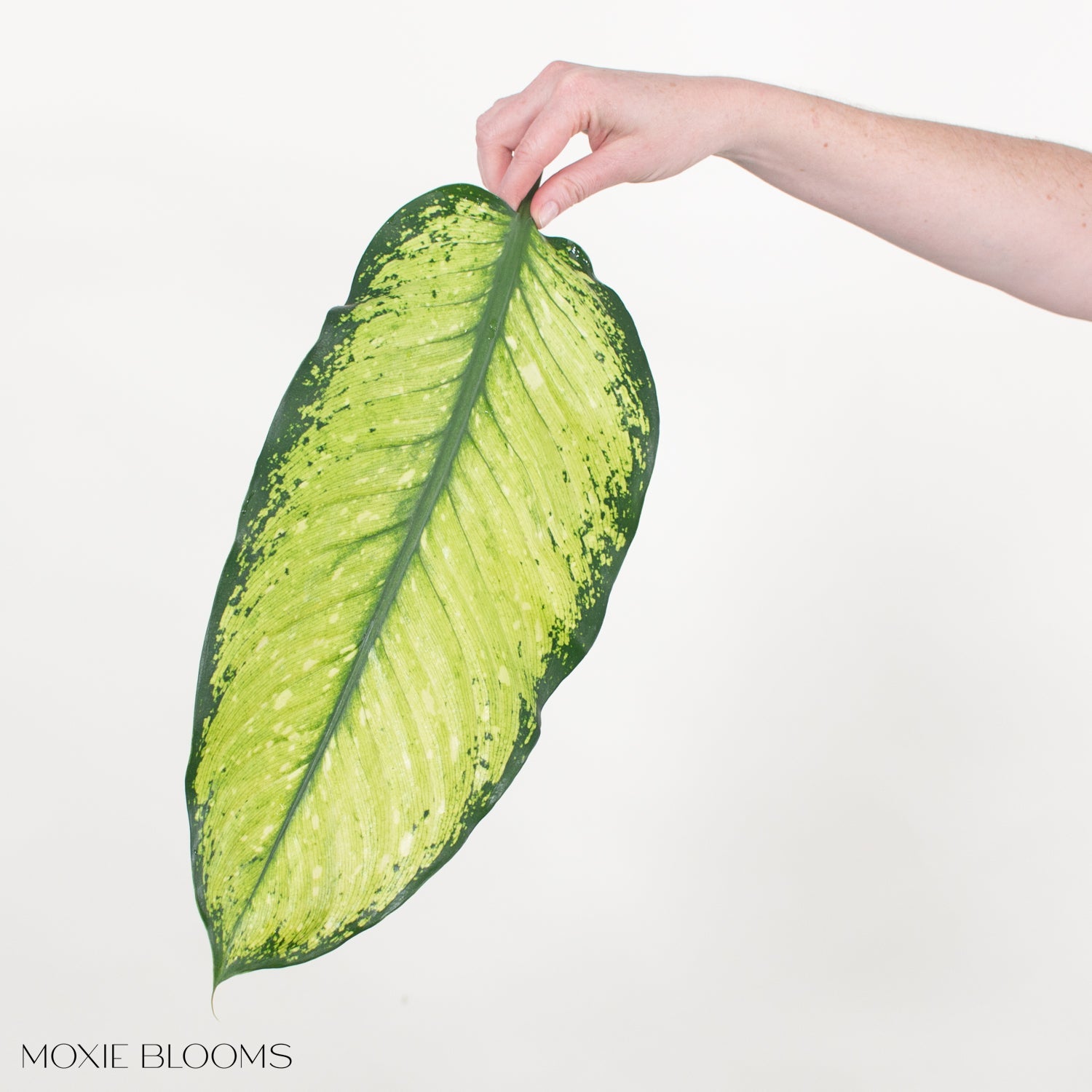 yellow dieffenbachia leaves Lemon Dieffenbachia Greenery - DIY Flowers with Free Shipping