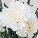 White Carnation Flower