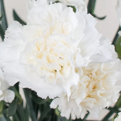 White Carnation Flower