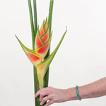 Wagneriana Heliconia