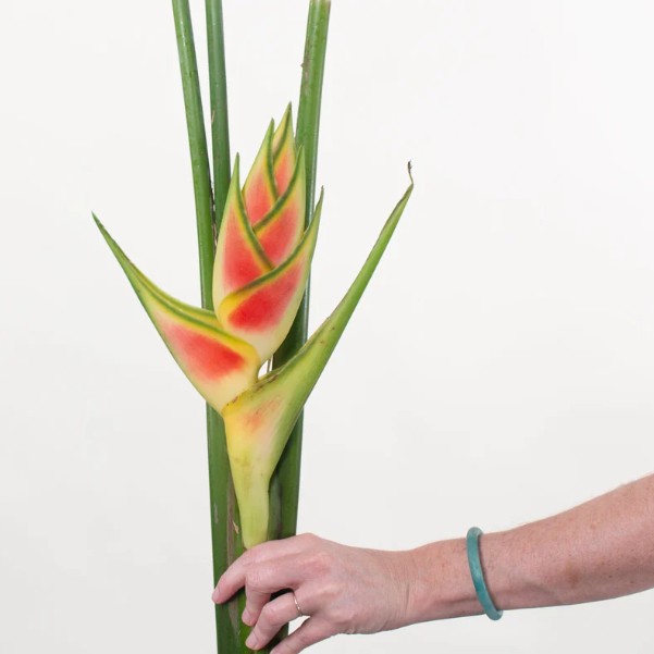 Wagneriana Heliconia