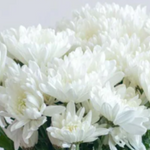 White Cushion Pom Flower