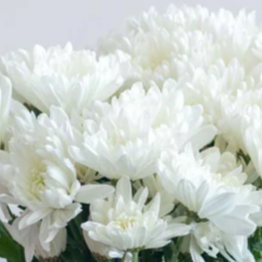 White Cushion Pom Flower