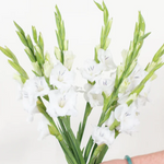 White Mini Gladiolus Flower