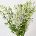 White Larkspur Flower
