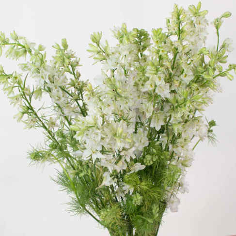 White Larkspur Flower