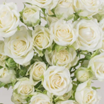 Cream Spray Rose Flower