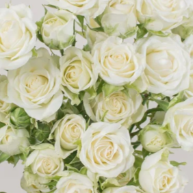 Cream Spray Rose Flower
