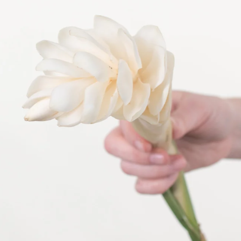 White Ginger Flower
