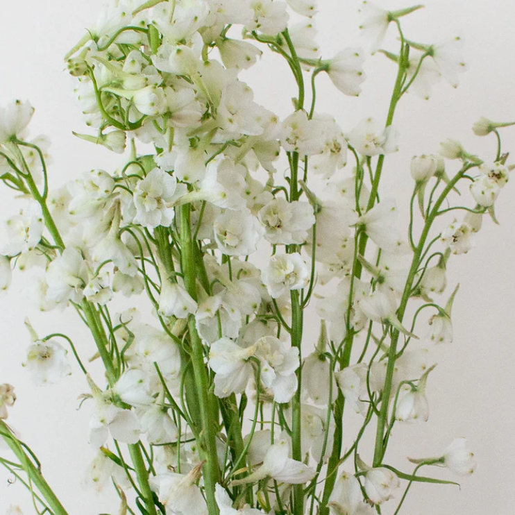 White Delphinium Flower